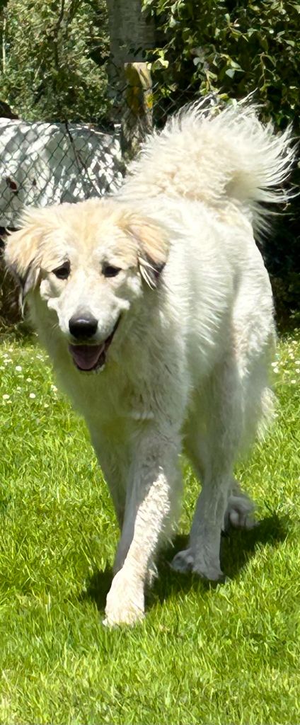 Les Chien de Montagne des Pyrenees de l'affixe Des Gardiens D'Amethystes