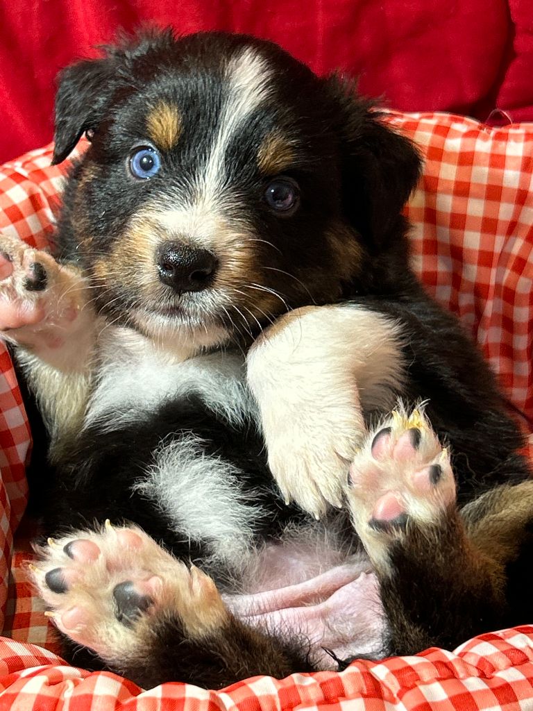 Des Gardiens D'Amethystes - Chiots disponibles - Berger Australien