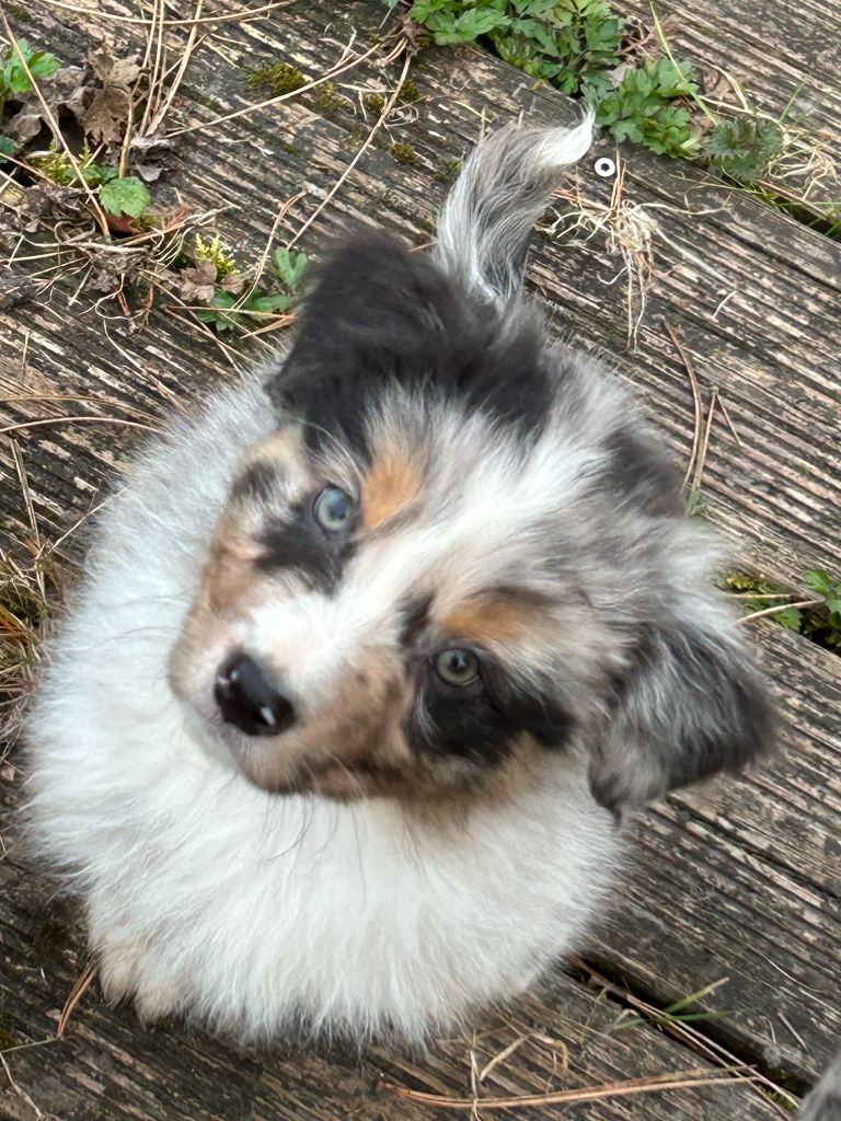 Des Gardiens D'Amethystes - Berger Australien - Portée née le 13/01/2025