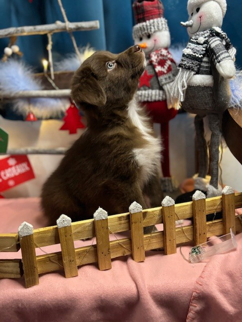 Des Gardiens D'Amethystes - Chiots disponibles - Berger Australien