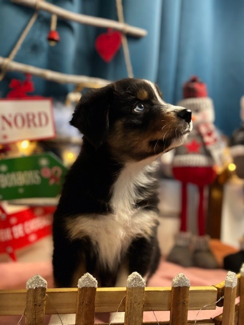 Des Gardiens D'Amethystes - Chiots disponibles - Berger Australien