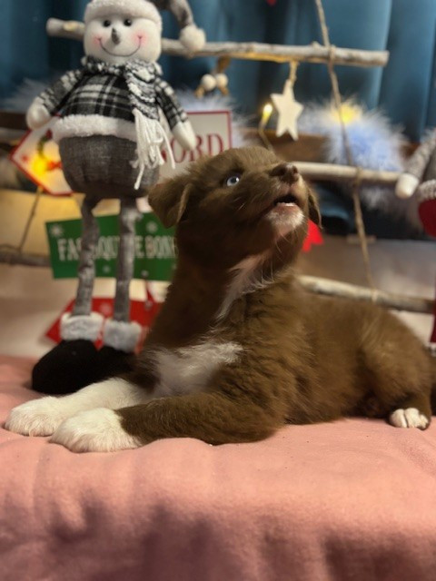 Des Gardiens D'Amethystes - Chiots disponibles - Berger Australien