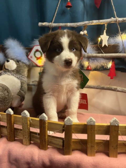 Des Gardiens D'Amethystes - Chiots disponibles - Berger Australien