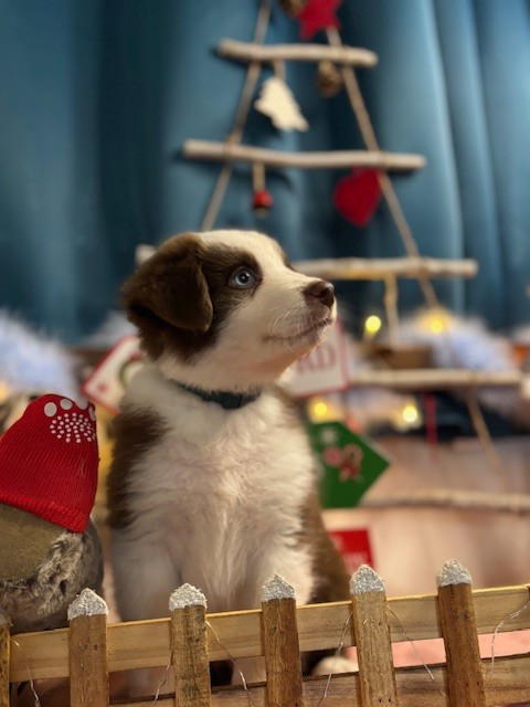 Des Gardiens D'Amethystes - Chiots disponibles - Berger Australien