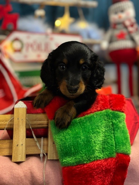 Des Gardiens D'Amethystes - Chiots disponibles - Teckel poil long