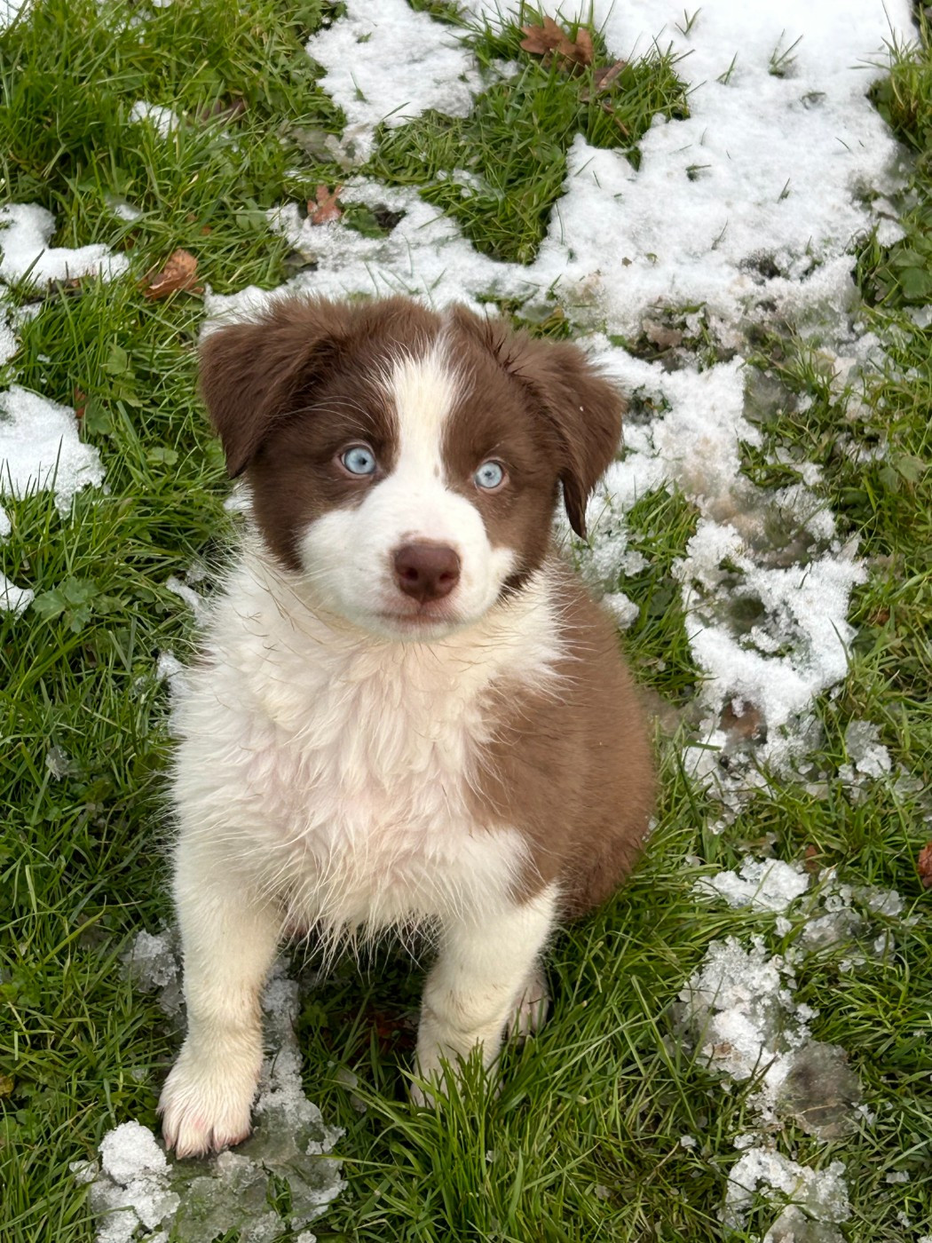 Des Gardiens D'Amethystes - Chiots disponibles - Berger Australien