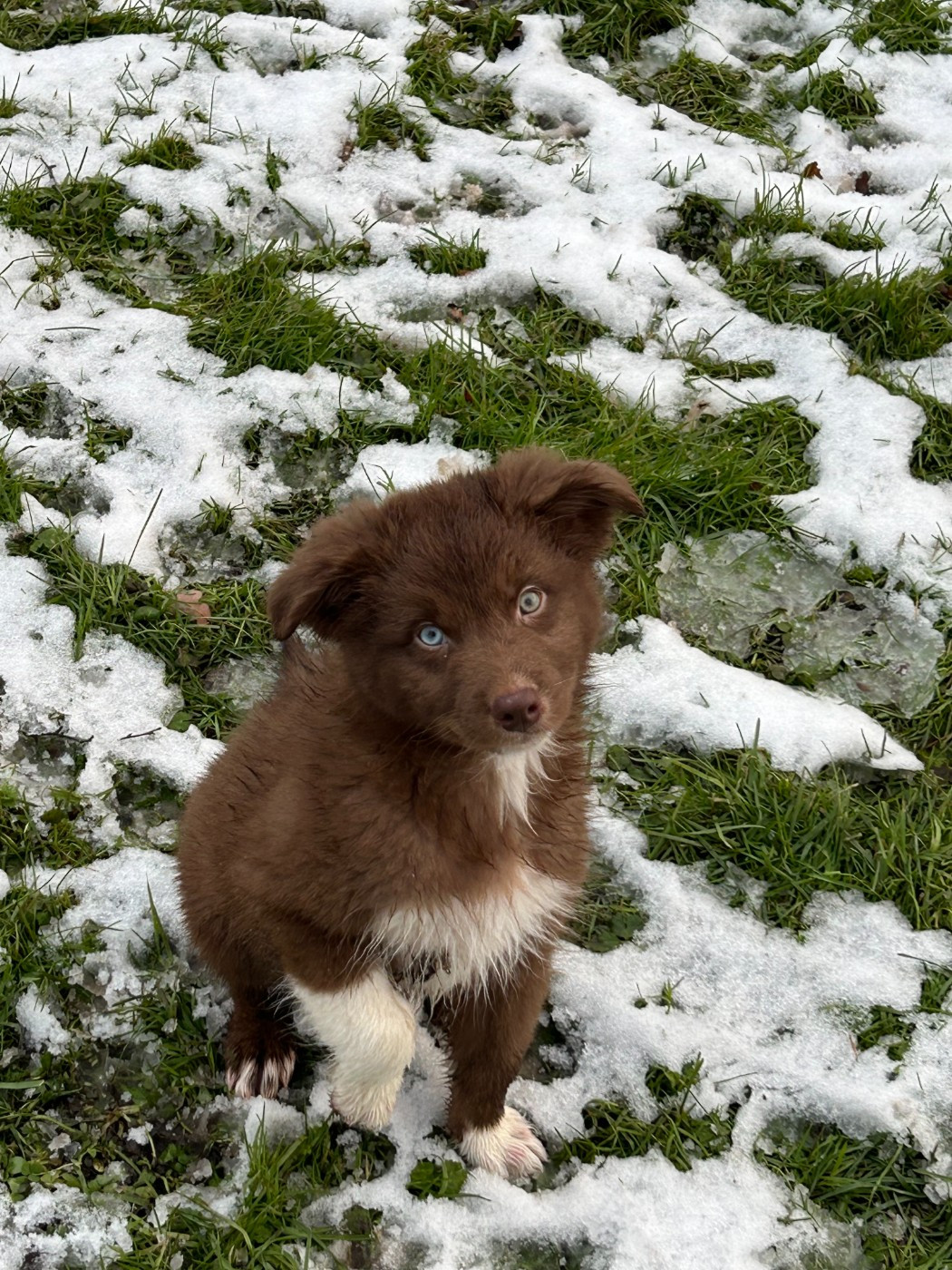 Des Gardiens D'Amethystes - Chiots disponibles - Berger Australien