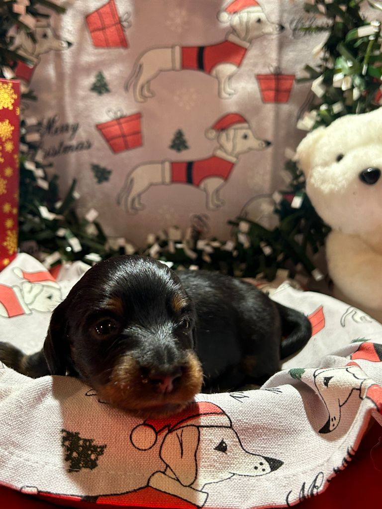 Des Gardiens D'Amethystes - Chiots disponibles - Teckel poil long