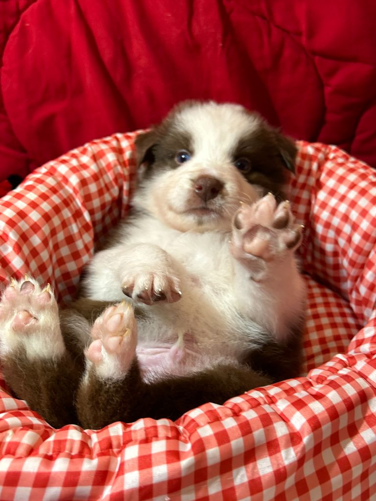 Des Gardiens D'Amethystes - Chiots disponibles - Berger Australien