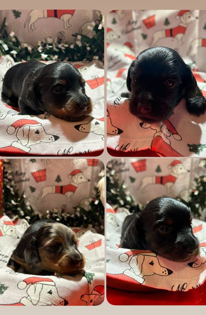 Chiot Teckel poil long Des Gardiens D'Amethystes