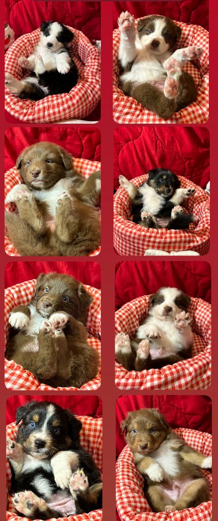 Chiot Berger Australien Des Gardiens D'Amethystes