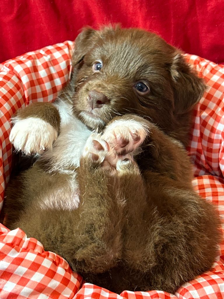 Des Gardiens D'Amethystes - Chiots disponibles - Berger Australien