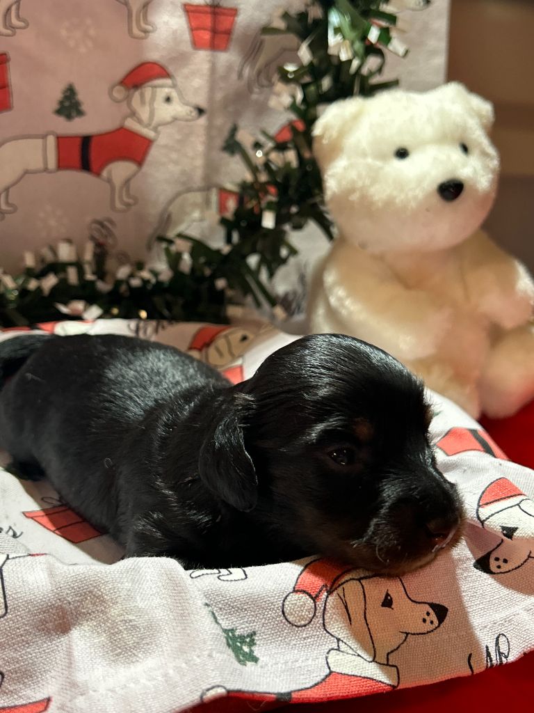 Des Gardiens D'Amethystes - Chiots disponibles - Teckel poil long