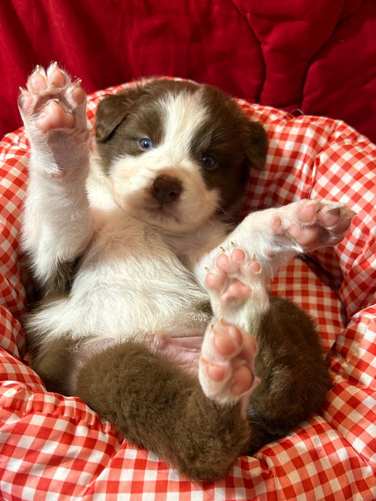 Des Gardiens D'Amethystes - Chiots disponibles - Berger Australien