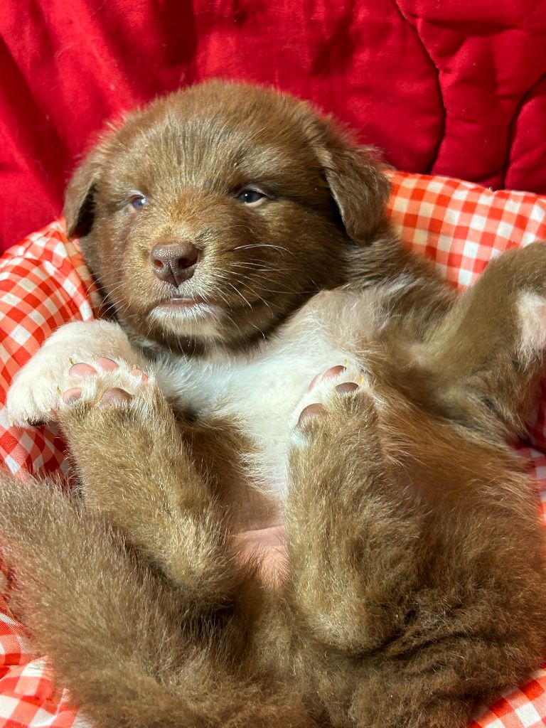 Des Gardiens D'Amethystes - Chiots disponibles - Berger Australien