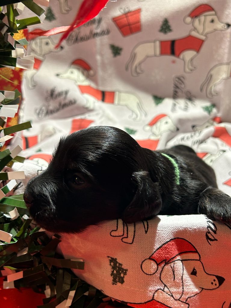 Des Gardiens D'Amethystes - Chiots disponibles - Teckel poil long